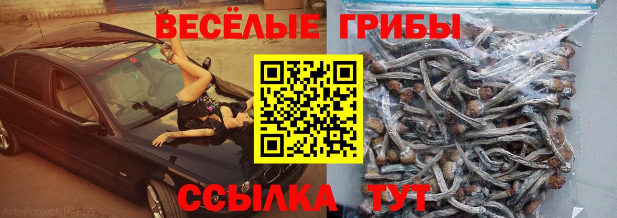 Тверь  Галлюциногенные грибы прущие грибы  Вход с VPN  Псилоцибиновые грибы Psilocybine cubensis 